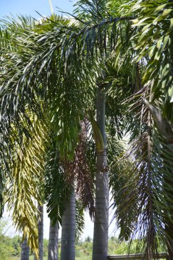 Parktaki palmiye ağaçları