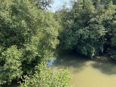 Ormandaki nehrin güzel manzarası