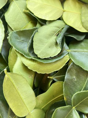 Güney Afrika'da bir kabile kireç yaprakları yemek pişirmek için