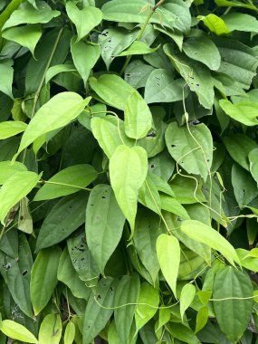 Bir grup yeşil Thunbergia Laurifolia yaprakları çalıların üzerinde
