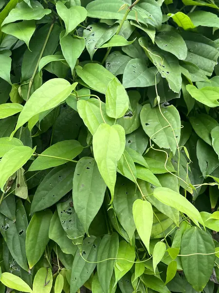 Bir grup yeşil Thunbergia Laurifolia yaprakları çalıların üzerinde