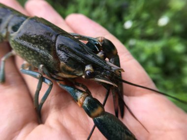 Elinde büyük bir kerevit tutan bir insan.