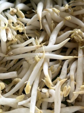 Pişirmek için bir demet beyaz fasulye filizleniyor.