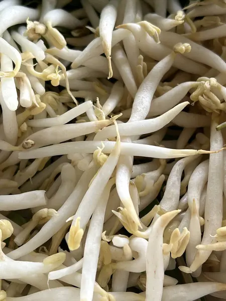 Pişirmek için bir demet beyaz fasulye filizleniyor.