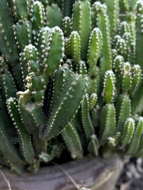 Doğa bahçesinde bir kaktüs bitkisi