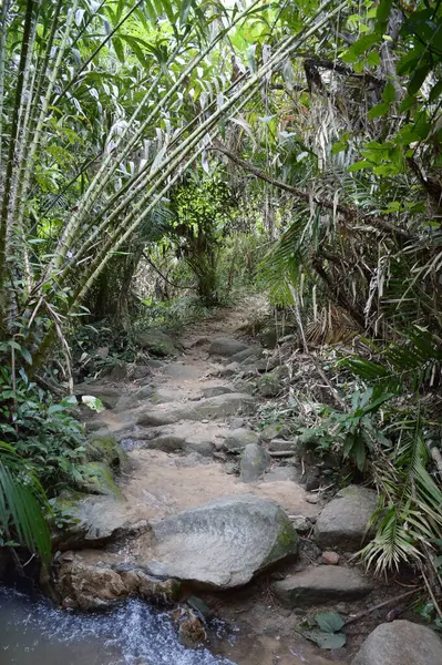 Tayland 'ın tropikal ormanları