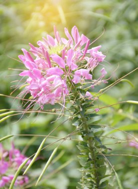 Pembe Cleome Spinosa Çiçeği Doğa Bahçesinde