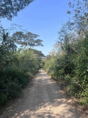 Tayland Ormanı 'ndan geçen yol