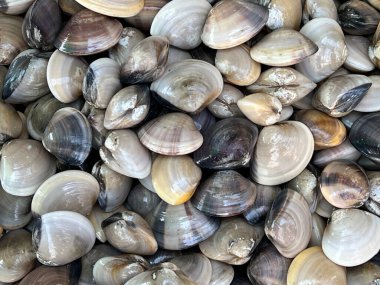 Takoz kabuğu çoğunlukla kıyı çökeltilerinde bulunur..