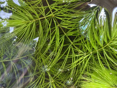 fresh green Hydrilla verticillata plant in fish pond clipart
