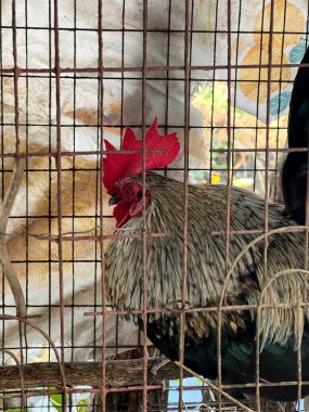 Kafesteki bir tavuğun yakın plan fotoğrafı.