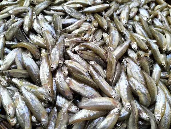 Taze balık pazarda, Tayland 'da