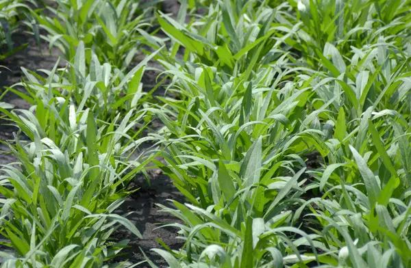 stock image young water convolvulus seedlings in the farm.