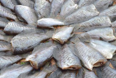 Kuru sepat siam balığını kapatın - Tayland usulü çiğ gıda