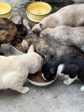 Kedi yemek yiyor, kapat.