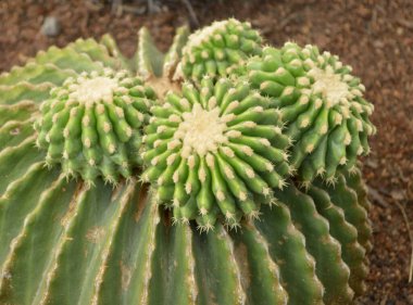 Bahçedeki güzel kaktüs