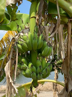 Doğanın bahçesinde muz meyvesi