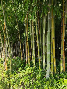 Bahçe bambu ormanında