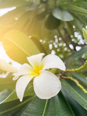 Beyaz frangipani tropikal yapraklı plumeria çiçeği