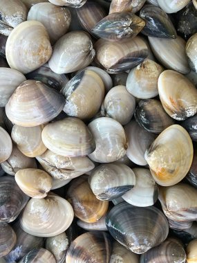 Pazarda taze deniz tarakları