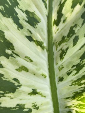 Dumb cane leaf texture