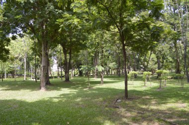 Ağaçları ve bitkileri olan yeşil orman