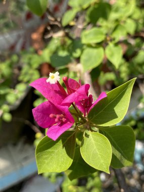 Doğa bahçesinde Bougainvillea çiçeği