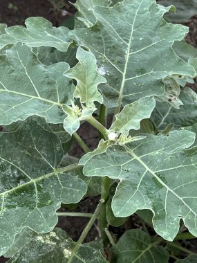 Bahçedeki yeşil patlıcanın yanına.