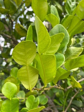 Citrus hystrix yaprakları doğa bahçesinde.
