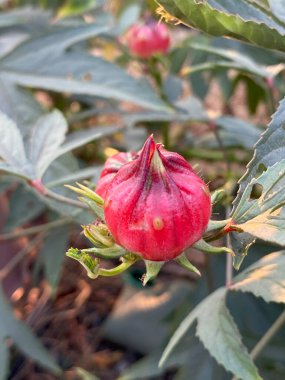 Bahçedeki güzel Roselle çiçekleri