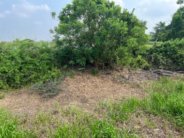 Ormandaki ağaç ve çimenler