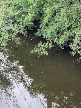 Ormanda güzel bir göl manzarası