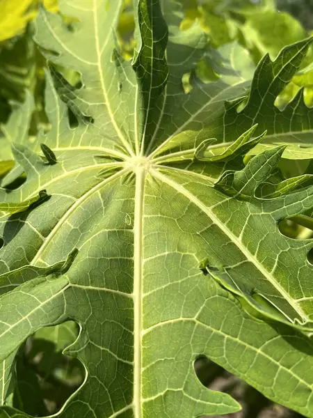 Doğa bahçesinde papaya yaprağı