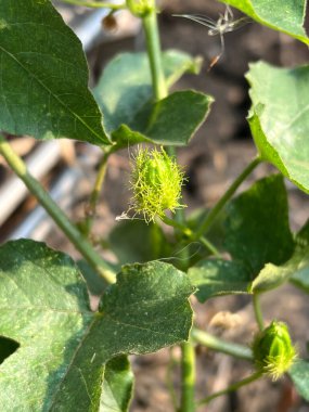 Güzel Passiflora Foetida çiçekleri bahçede