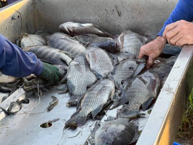 taze balık, Balık pazarı