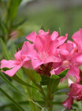 beautiful pink Oleander flowers in the garden
