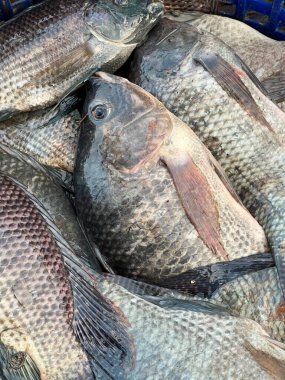 Şehirdeki pazarda taze balık