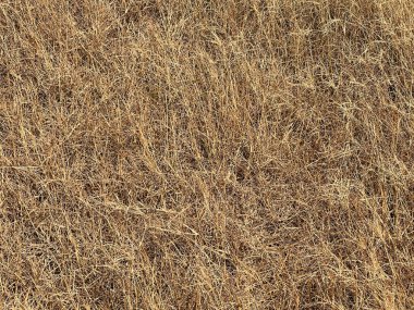 Sonbahar mevsiminde akşamları altın buğday tarlası