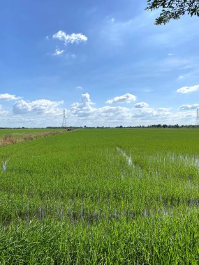 Kırsalda pirinç tarlası