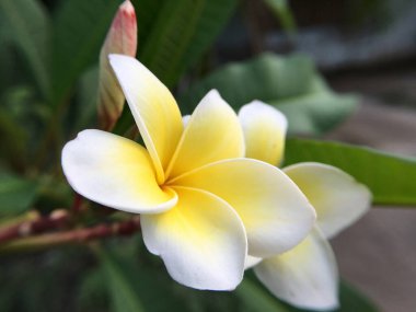 Frangipani çiçek ağaç üzerinde