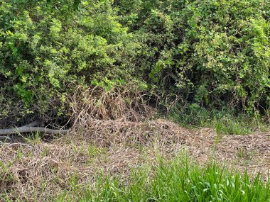 Ormanda yeşil çimenler