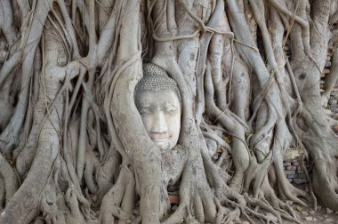 Head of the Buddha on tree trunk at Wat Mahathat, Ayutthaya Province,Thailand. clipart