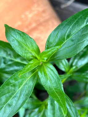 Genç Andrographis doğadaki panikleme bitkisi