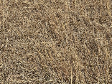 Kuru çimen dokusu arkaplanı.