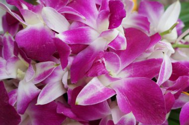 Güzel orkide çiçek kadar kapatın 