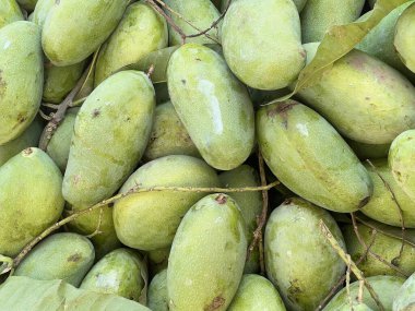 yeşil mango meyveleri arka plan, Tayland