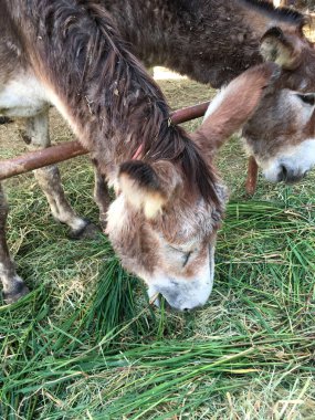 Çiftlikteki eşek.