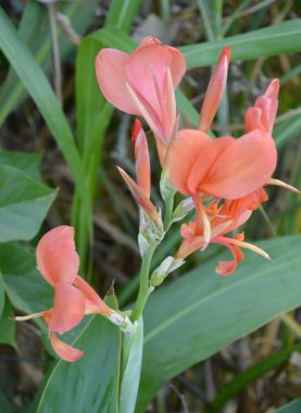 Doğa bahçesinde nilüfer çiçeği olmaz.