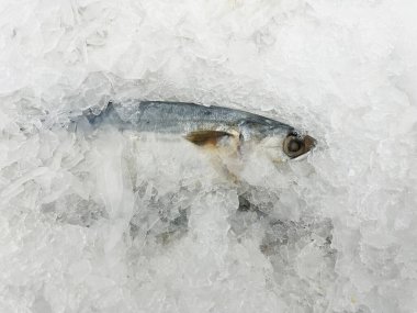 Buzda donmuş balık
