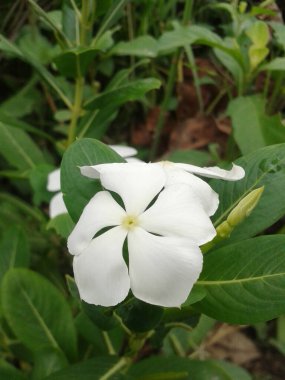 Bahçedeki beyaz Catharanthus gülleri